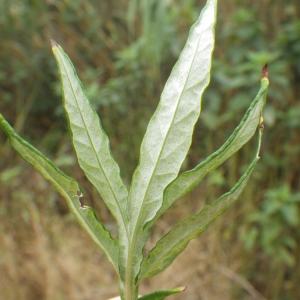 Artemisia verlotiorum Lamotte (Armoise de Chine)
