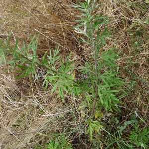  - Artemisia verlotiorum Lamotte [1877]