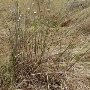 Photographie n°86368 du taxon Cephalaria leucantha (L.) Schrad. ex Roem. & Schult. [1818]