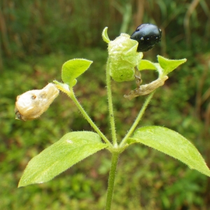 Photographie n°86379 du taxon Cucubalus baccifer L. [1753]