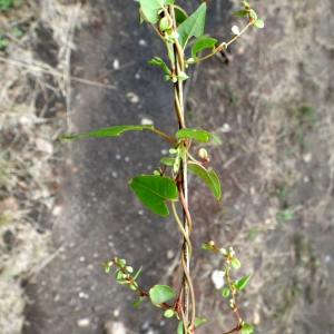 Photographie n°86396 du taxon Fallopia convolvulus (L.) Á.Löve [1970]