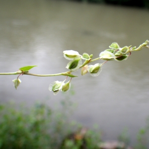 Photographie n°86399 du taxon Fallopia dumetorum (L.) Holub [1971]