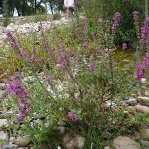 Photographie n°86410 du taxon Lythrum salicaria L.