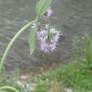 Photographie n°86414 du taxon Mentha aquatica L.