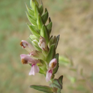 Odontites vernus (Bellardi) Dumort. (Euphraise de printemps)