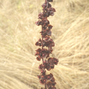 Photographie n°86441 du taxon Rumex crispus L. [1753]