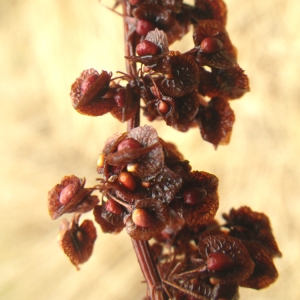 Photographie n°86443 du taxon Rumex crispus L. [1753]