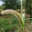  Liliane Roubaudi - Setaria viridis subsp. pycnocoma (Steud.) Tzvelev [1969]