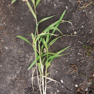 Photographie n°86452 du taxon Setaria viridis subsp. pycnocoma (Steud.) Tzvelev [1969]