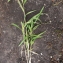  Liliane Roubaudi - Setaria viridis subsp. pycnocoma (Steud.) Tzvelev [1969]