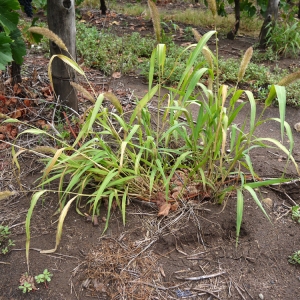 Photographie n°86453 du taxon Setaria viridis subsp. pycnocoma (Steud.) Tzvelev [1969]