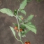  Liliane Roubaudi - Solanum villosum Mill. [1768]