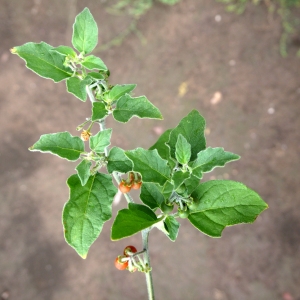 Photographie n°86462 du taxon Solanum villosum Mill. [1768]