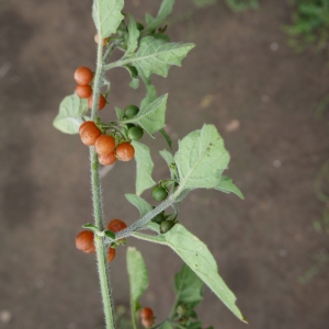 Photographie n°86464 du taxon Solanum villosum Mill. [1768]