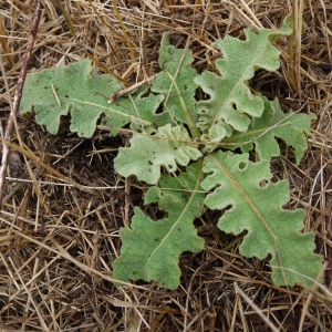 Photographie n°86467 du taxon Verbascum sinuatum L. [1753]