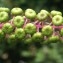  Liliane Roubaudi - Phytolacca americana L. [1753]