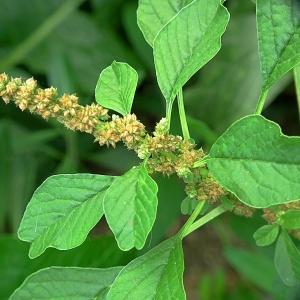 Amaranthus blitum L. (Amarante blette)