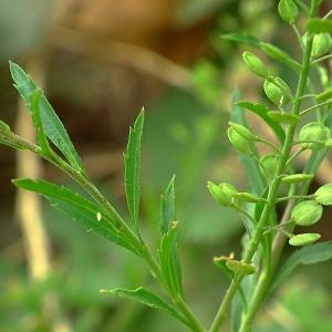 Photographie n°86486 du taxon Lepidium virginicum L. [1753]