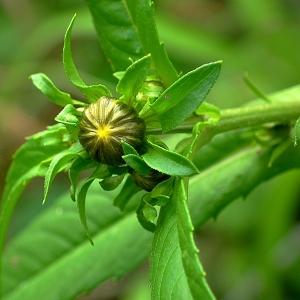 Photographie n°86489 du taxon Bidens cernua L. [1753]