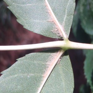 Photographie n°86496 du taxon Fraxinus excelsior L. [1753]