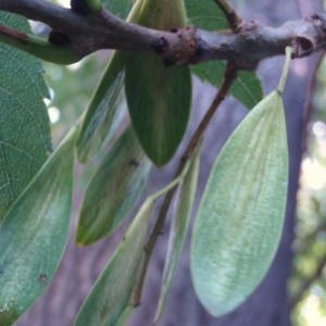 Photographie n°86501 du taxon Fraxinus excelsior L. [1753]