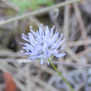 Jasione montana L. subsp. montana (Jasione des montagnes)