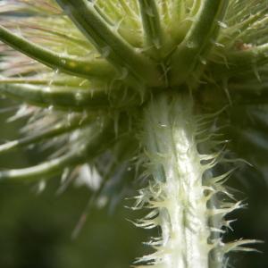 Photographie n°86536 du taxon Dipsacus fullonum L.