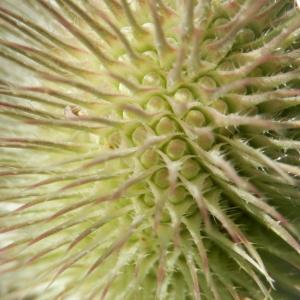 Photographie n°86538 du taxon Dipsacus fullonum L.