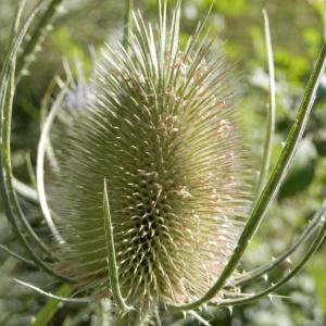 Photographie n°86540 du taxon Dipsacus fullonum L.