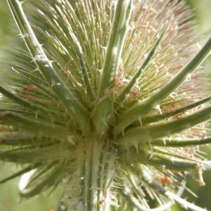 Photographie n°86541 du taxon Dipsacus fullonum L.