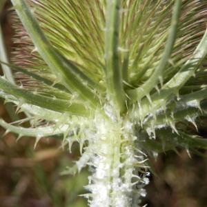 Photographie n°86544 du taxon Dipsacus fullonum L.