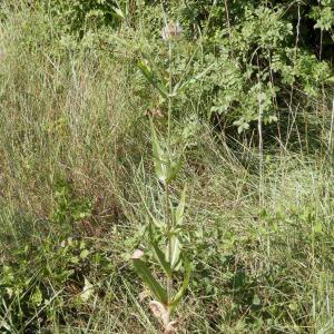 Photographie n°86545 du taxon Dipsacus fullonum L.