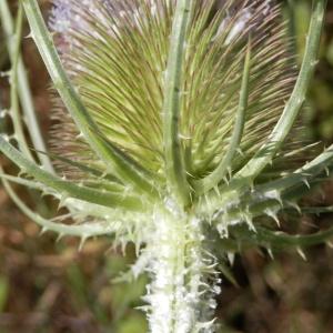 Photographie n°86546 du taxon Dipsacus fullonum L.