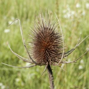 Photographie n°86549 du taxon Dipsacus fullonum L.