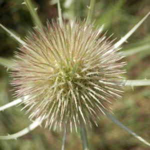 Photographie n°86555 du taxon Dipsacus fullonum L.