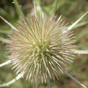 Photographie n°86556 du taxon Dipsacus fullonum L.