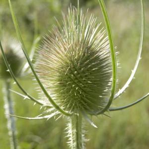 Photographie n°86557 du taxon Dipsacus fullonum L.