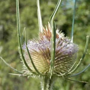 Photographie n°86558 du taxon Dipsacus fullonum L.