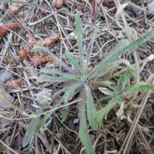 Photographie n°86559 du taxon Jasione montana subsp. montana