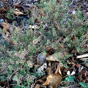 Photographie n°86563 du taxon Lepidium ruderale L. [1753]