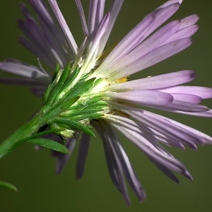 Photographie n°86566 du taxon Aster novi-belgii L. [1753]