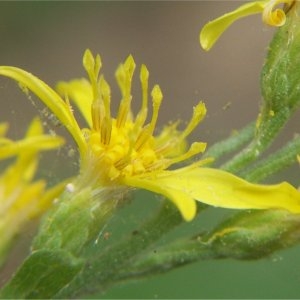 Photographie n°86579 du taxon Solidago virgaurea L. [1753]