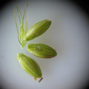 Photographie n°86607 du taxon Setaria viridis (L.) P.Beauv.