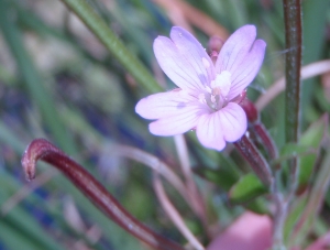 Genevieve Botti, le  8 septembre 2012 (Marseille (Pastre))