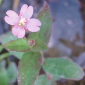 Epilobium tetragonum L. (Épilobe à quatre angles)