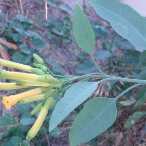 Photographie n°86619 du taxon Nicotiana glauca Graham [1828]