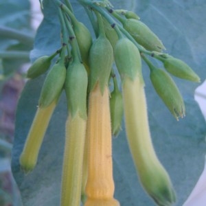 Photographie n°86620 du taxon Nicotiana glauca Graham [1828]