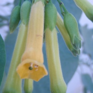 Photographie n°86621 du taxon Nicotiana glauca Graham [1828]