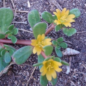 Photographie n°86626 du taxon Portulaca oleracea L. [1753]