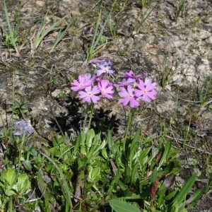 Photographie n°86648 du taxon Primula farinosa L. [1753]